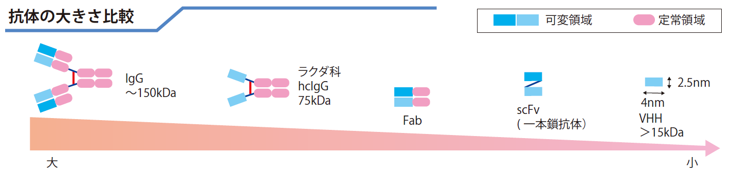 CPA_antibody_size_comparison.png