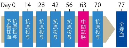 作業スケジュール(抗原投与→中間採血→全採血)