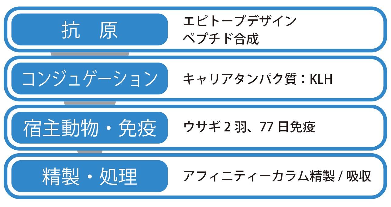 ご提案プラン例(抗原・コンジュゲーション・宿主動物、免疫・精製、処理)