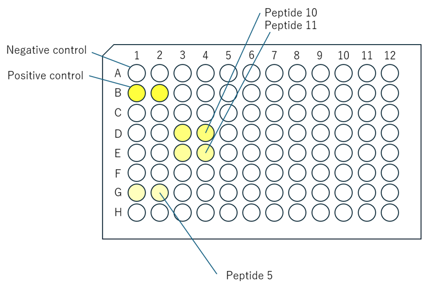 CPA_epitope_mapping_step3_2.png