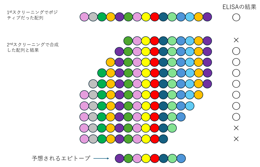 CPA_epitope_mapping_step4_4.png