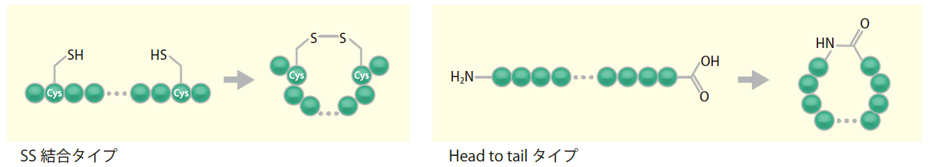 CPA_peptide_modification_02.png