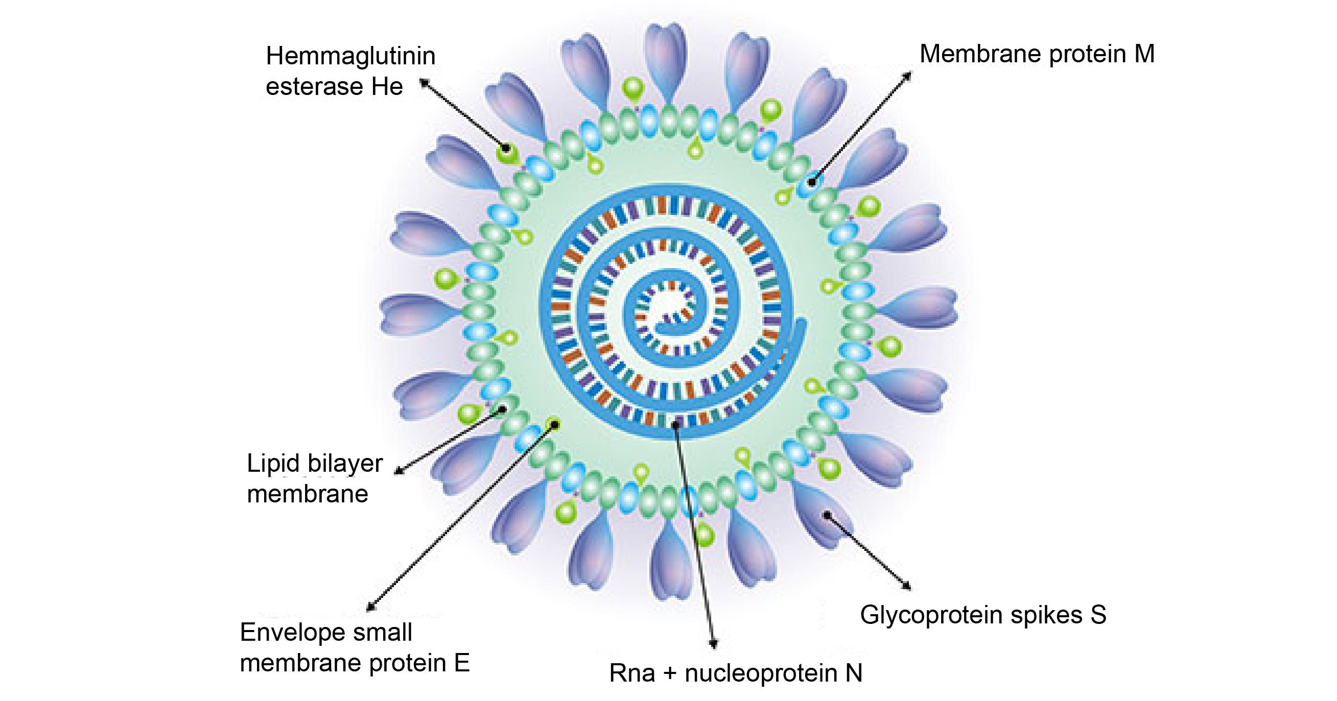 コロナウイルスの典型的な構造