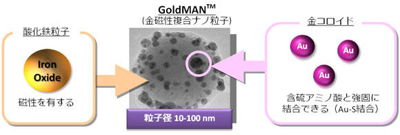 アデノウイルス導入試薬・金磁性複合ナノ粒子 GoldMAN