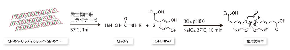 図1　3,4-DHPAAを用いたN末端グリシン含有ペプチドの蛍光反応
