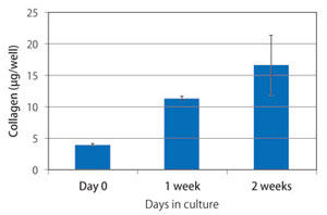 Figure 4 Collagen content in rabbit chondrocyte layer