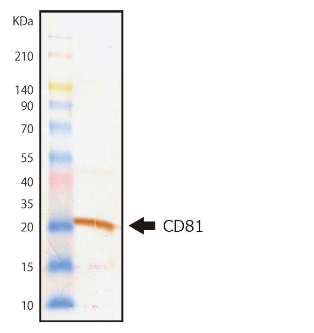 CD81 モノクローナル抗体を用いた Western Blotting