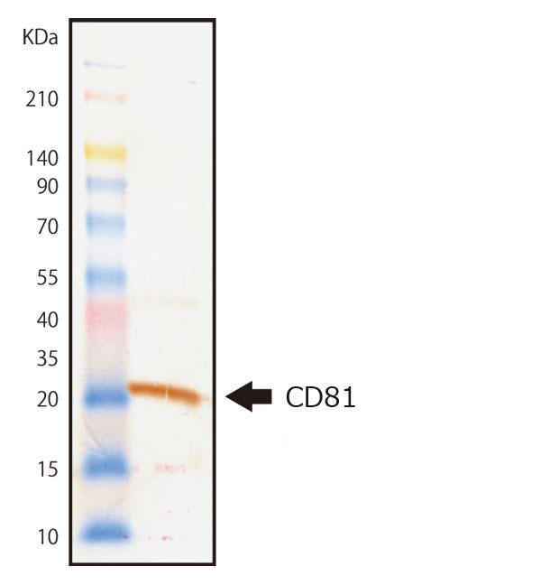 CD81 mN[iR̂p Western Blotting