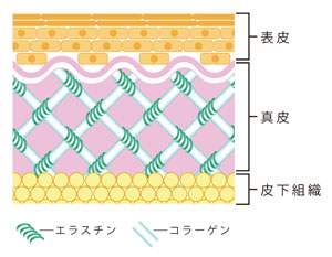 Figure 1 Elastin in skin tissue