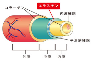 Figure 2 Elastin in arterial wall