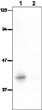 CSR_FKWM01_01.png
