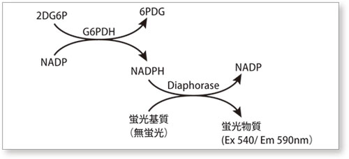 Measurement principle of glucose intracellular uptake measurement kit