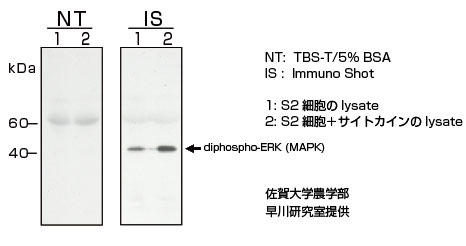 diphospho-ERK (MAPK)@^pŇo