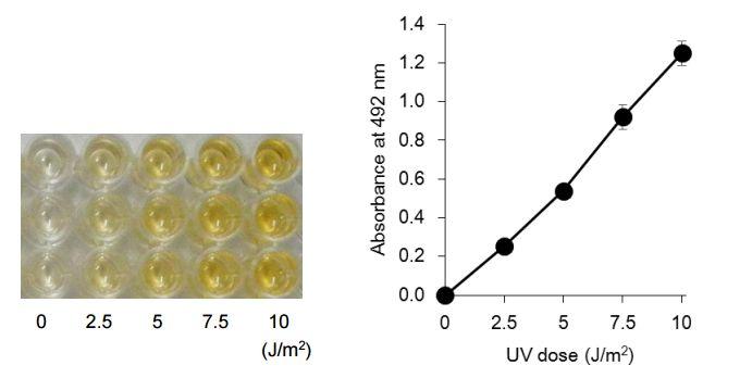 図1 紫外線（UV）照射により生じた DNA 損傷である 6-4型光産物（6-4PPs）を ELISA 法により測定