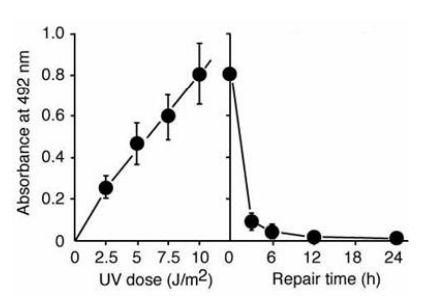 図2 紫外線照射（UV）による 6-4 型光産物（6-4PPs）の形成と修復を ELISA 法 により測定した。
