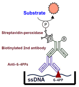 CSR_NMMAK002_fig1.png