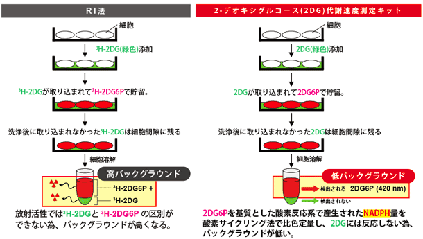 Comparison of 2DG metabolic rate measurement kit and RI method