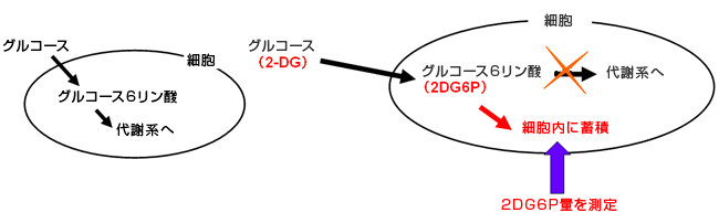 2-デオキシグルコース(2DG)代謝速度測定キット