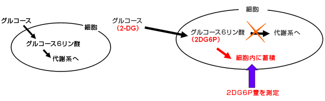 2-deoxyglucose (2DG) metabolic rate measurement kit