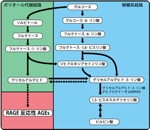 Glucose metabolism and production pathways of RAGE-reactive AGEs