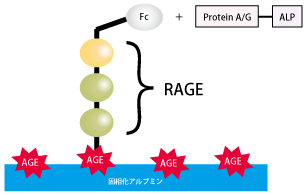 Method for detecting RAGE-binding AGEs