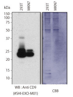 Sample: 293T cell culture supernatant, MKN7 cell culture supernatant, Primary antibody: Anti CD9 (#SHI-EXO-M01)