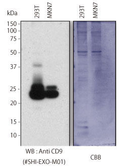 TvF293TזE|{㐴,MKN7זE|{㐴AꎟŔFAnti CD9 (#SHI-EXO-M01)