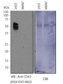Sample: 293T cell culture supernatant, MKN7 cell culture supernatant, Primary antibody: Anti CD63 (#SHI-EXO-M02)