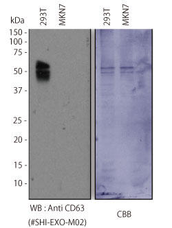 TvF293TזE|{㐴,MKN7זE|{㐴AꎟŔFAnti CD63 (#SHI-EXO-M02)