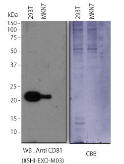 Sample: 293T cell culture supernatant, MKN7 cell culture supernatant, Primary antibody: Anti CD81 (#SHI-EXO-M03)