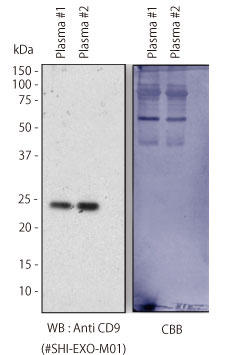 サンプル：ヒト血漿EDTA処理、一次抗体：Anti CD9 (#SHI-EXO-M01)