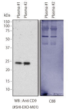 Sample: human plasma treated with EDTA, primary antibody: Anti CD9 (#SHI-EXO-M01)