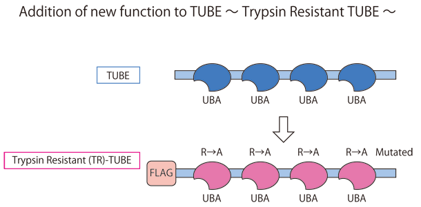 TR-TUBE v[u