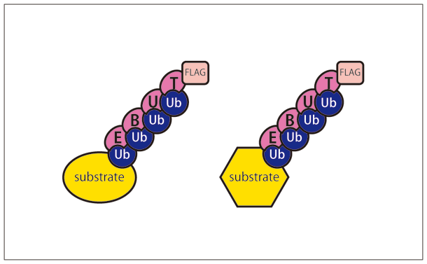 CSR_TR-TUBE_04.gif