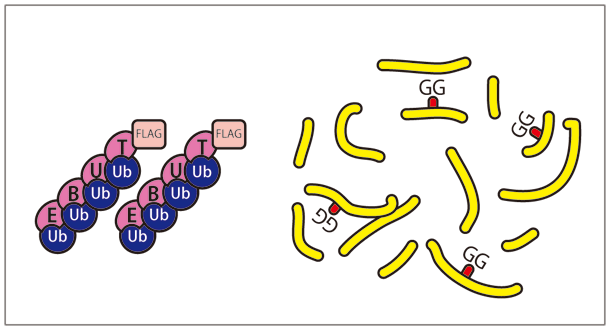 CSR_TR-TUBE_05.gif