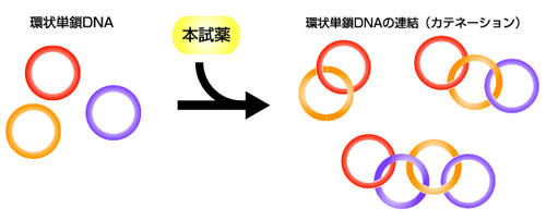 Composition for catenating single-stranded DNA