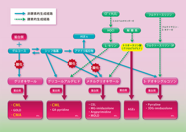 Generation pathway of AGEs in vivo