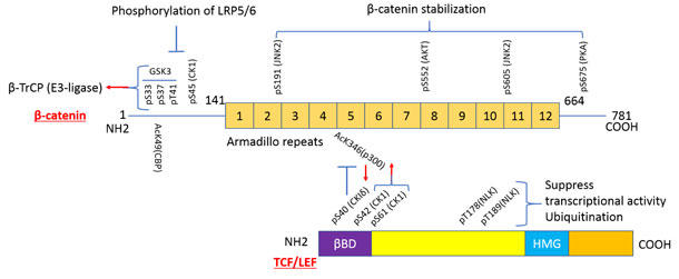β-カテニンとTCF/LEF-1のPTMによる安定性と相互作用の制御