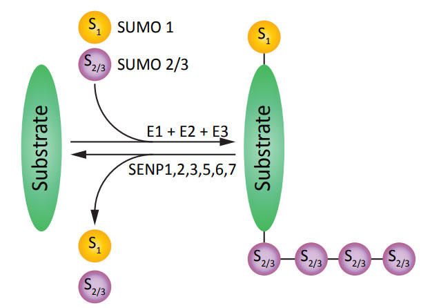 SUMO化と脱SUMO化のプロセスの概要