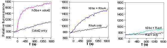図1 Dbs の Cdc42、RhoA、Rac1 の対する交換活性を、96ウェルハーフエリアプレートを用いて測定