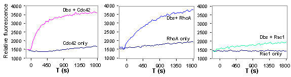 図2 Dbs の Cdc42、RhoA、Rac1 の対する交換活性を、384ウェルプレートを用いて測定