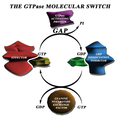 GTPase molecular switch