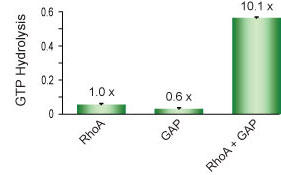 図1 RhoA タンパク質による GTP 加水分解を測定し、RhoGAP 活性を検討した。