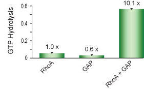 }1 RhoA ^pNɂ GTP 𑪒肵ARhoGAP B