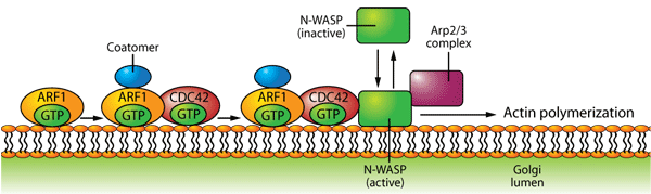 ゴルジ体の小胞形成期において、Arf1がアクチンの組み立てを調節