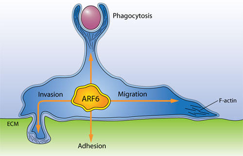 Arf6の細胞周辺での膜輸送及びアクチン細胞骨格再編成に関連する機能