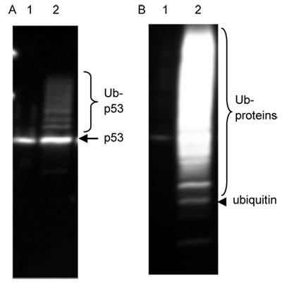 rL` p53  rL`^pŇo