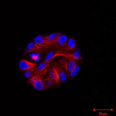 マトリゲル上で培養したSiR-tubulin染色（赤色）H2B-GFP（青色）発現MCF10A 細胞