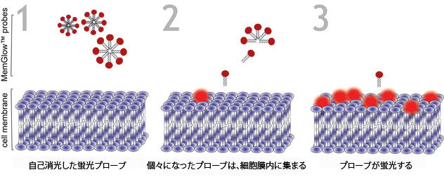細胞膜とのインターカレーションによって励起が可能になるまで、自己消光されたナノ粒子