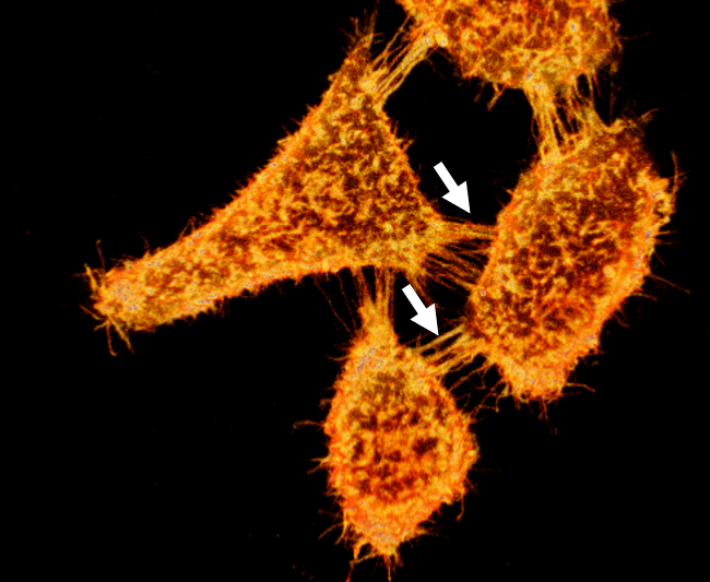 生きたKB細胞をMemGlow 488（TM）で染色